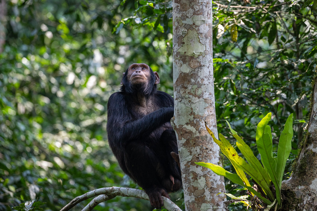 + Chimpanzee, Kibale Forest National Park, Uganda