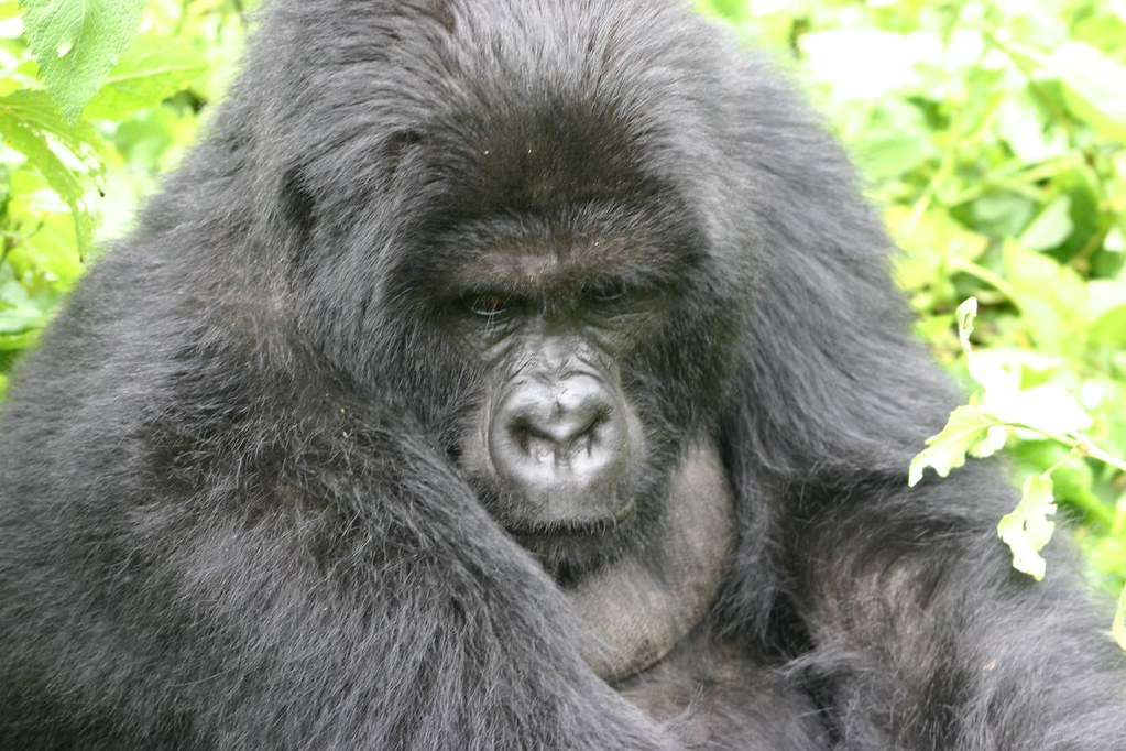 Female gorilla in Rwanda at the Volcanoes National Park