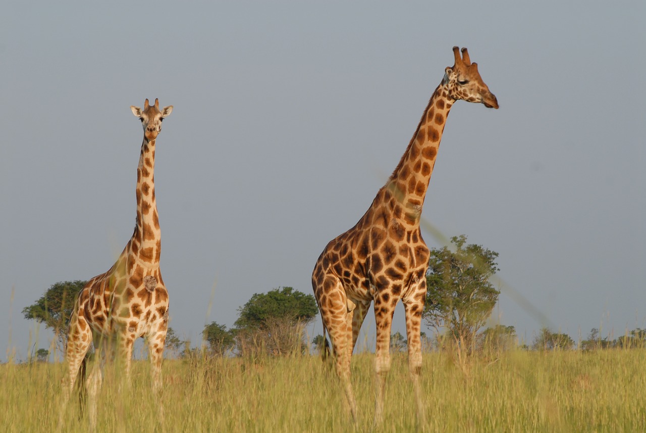 21 days uganda safari