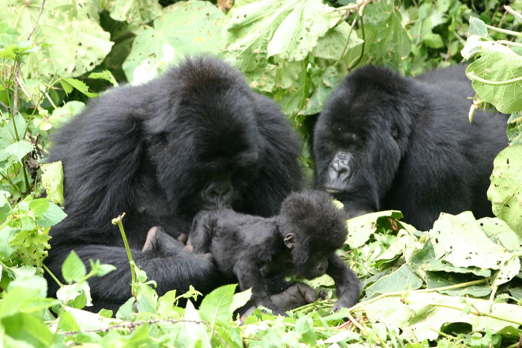 Momma gorilla sniffing baby's bum while auntie looks on, Volcanoes National Park, Rwanda