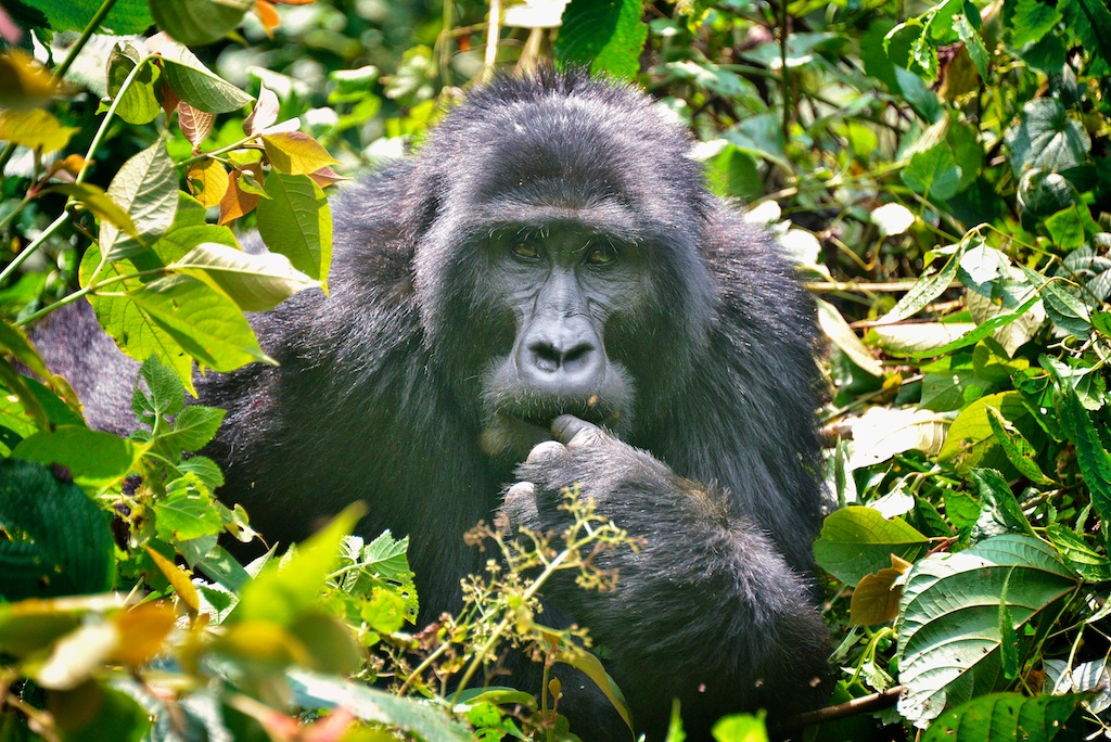 Mountain Gorilla, Bwindi, Uganda