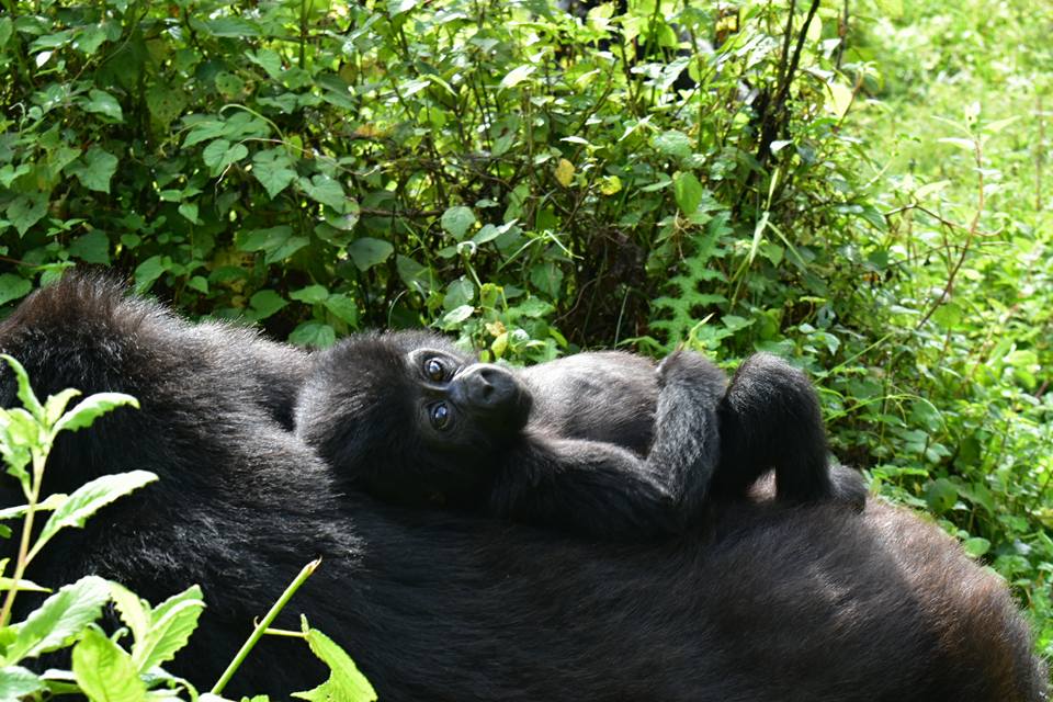 silverback gorilla tours uganda